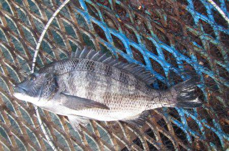 オリジナルメーカー海づり公園(市原市海づり施設) 釣果