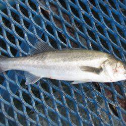 オリジナルメーカー海づり公園(市原市海づり施設) 釣果