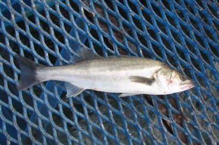 オリジナルメーカー海づり公園(市原市海づり施設) 釣果