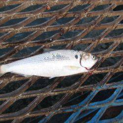 オリジナルメーカー海づり公園(市原市海づり施設) 釣果