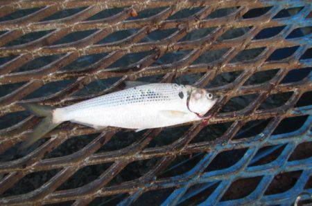 オリジナルメーカー海づり公園(市原市海づり施設) 釣果
