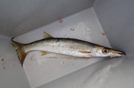 オリジナルメーカー海づり公園(市原市海づり施設) 釣果