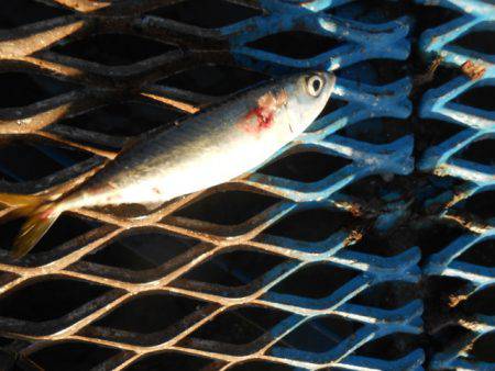 オリジナルメーカー海づり公園(市原市海づり…