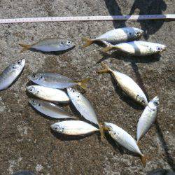 大阪南港海つり公園 釣果