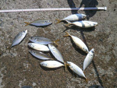 大阪南港海つり公園 釣果