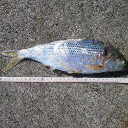 大阪南港海つり公園 釣果