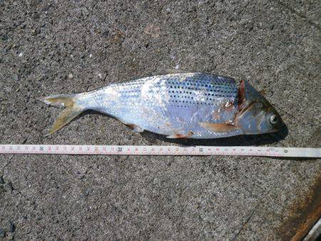 大阪南港海つり公園 釣果