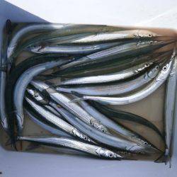 大阪南港海つり公園 釣果