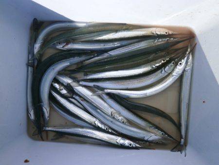 大阪南港海つり公園 釣果