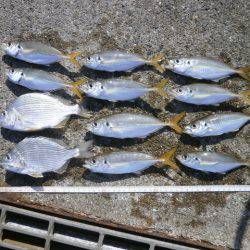 大阪南港海つり公園 釣果