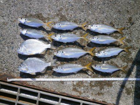 大阪南港海つり公園 釣果