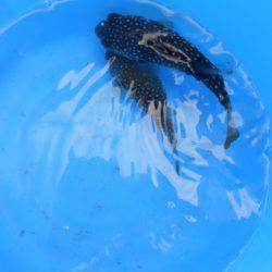 オリジナルメーカー海づり公園(市原市海づり施設) 釣果