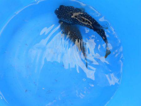 オリジナルメーカー海づり公園(市原市海づり施設) 釣果