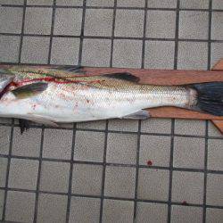 オリジナルメーカー海づり公園(市原市海づり施設) 釣果