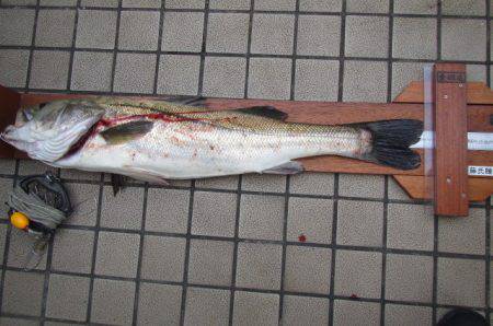 オリジナルメーカー海づり公園(市原市海づり施設) 釣果