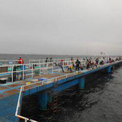オリジナルメーカー海づり公園(市原市海づり施設) 釣果