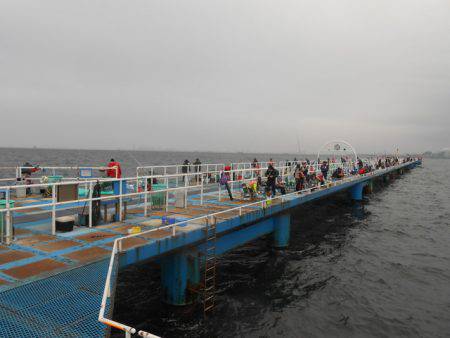 オリジナルメーカー海づり公園(市原市海づり施設) 釣果