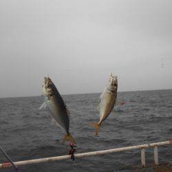 オリジナルメーカー海づり公園(市原市海づり施設) 釣果