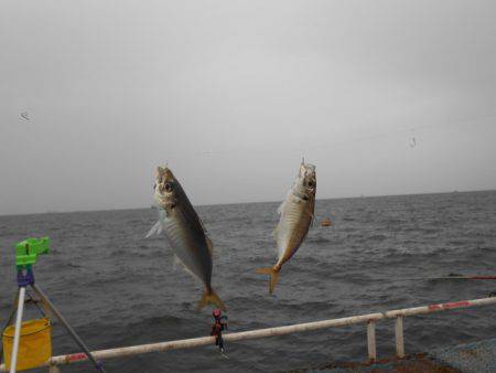 オリジナルメーカー海づり公園(市原市海づり施設) 釣果