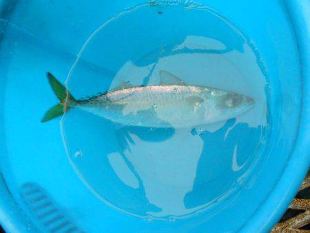 オリジナルメーカー海づり公園(市原市海づり施設) 釣果