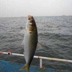オリジナルメーカー海づり公園(市原市海づり施設) 釣果