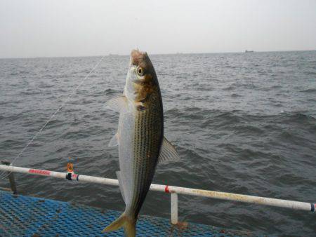 オリジナルメーカー海づり公園(市原市海づり…