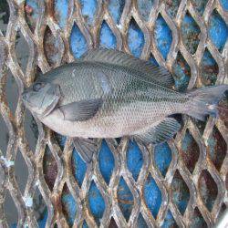 オリジナルメーカー海づり公園(市原市海づり施設) 釣果