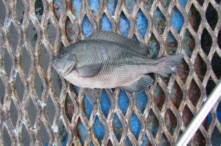 オリジナルメーカー海づり公園(市原市海づり施設) 釣果