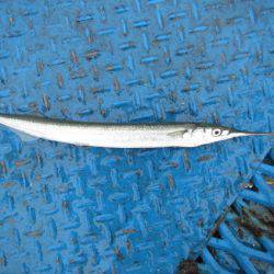 オリジナルメーカー海づり公園(市原市海づり施設) 釣果