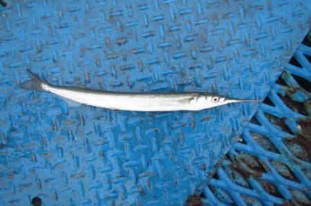 オリジナルメーカー海づり公園(市原市海づり施設) 釣果