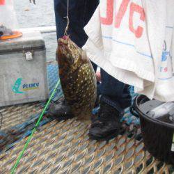 オリジナルメーカー海づり公園(市原市海づり施設) 釣果