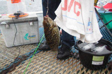 オリジナルメーカー海づり公園(市原市海づり施設) 釣果