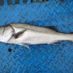 オリジナルメーカー海づり公園(市原市海づり施設) 釣果