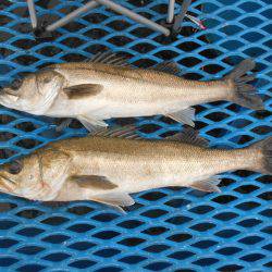 オリジナルメーカー海づり公園(市原市海づり施設) 釣果