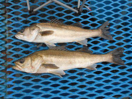 オリジナルメーカー海づり公園(市原市海づり施設) 釣果