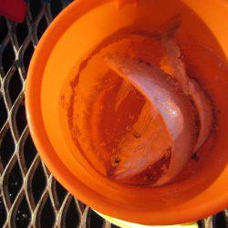 オリジナルメーカー海づり公園(市原市海づり施設) 釣果