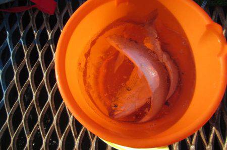 オリジナルメーカー海づり公園(市原市海づり施設) 釣果