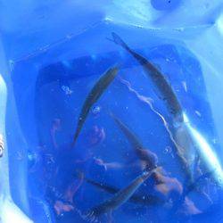 オリジナルメーカー海づり公園(市原市海づり施設) 釣果