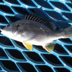 オリジナルメーカー海づり公園(市原市海づり施設) 釣果