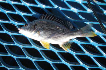 オリジナルメーカー海づり公園(市原市海づり施設) 釣果