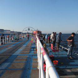 オリジナルメーカー海づり公園(市原市海づり施設) 釣果