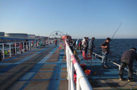 オリジナルメーカー海づり公園(市原市海づり施設) 釣果