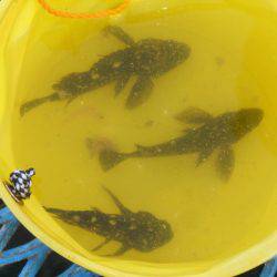 オリジナルメーカー海づり公園(市原市海づり施設) 釣果