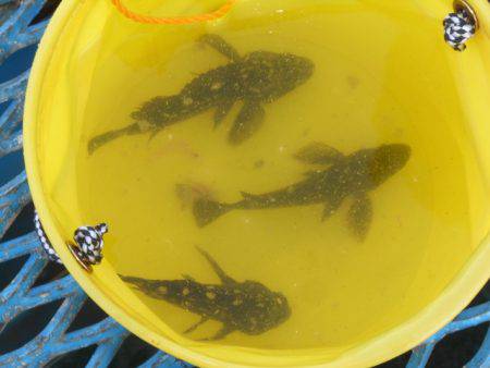 オリジナルメーカー海づり公園(市原市海づり施設) 釣果