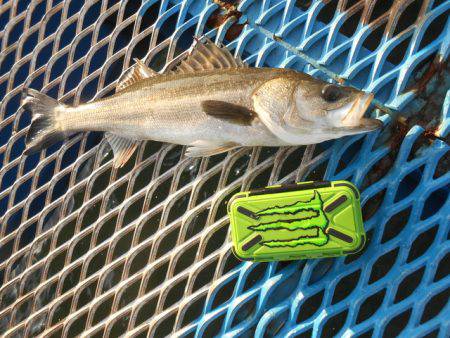 オリジナルメーカー海づり公園(市原市海づり…