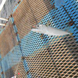 オリジナルメーカー海づり公園(市原市海づり施設) 釣果