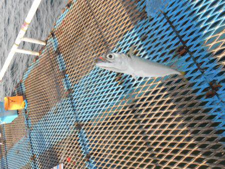 オリジナルメーカー海づり公園(市原市海づり施設) 釣果