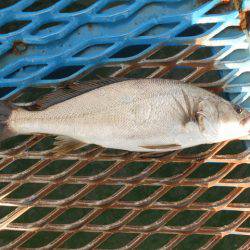 オリジナルメーカー海づり公園(市原市海づり施設) 釣果