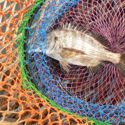 オリジナルメーカー海づり公園(市原市海づり施設) 釣果