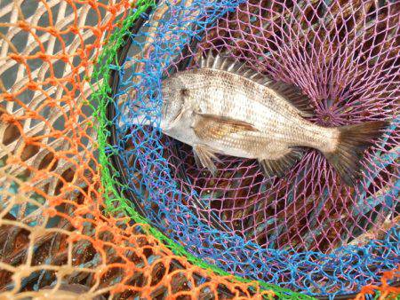 オリジナルメーカー海づり公園(市原市海づり施設) 釣果